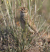 Dupont's Lark