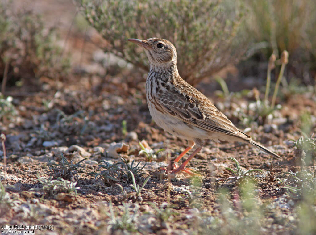 Dupont's Lark male adult breeding, identification