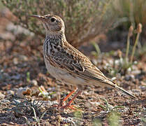 Dupont's Lark