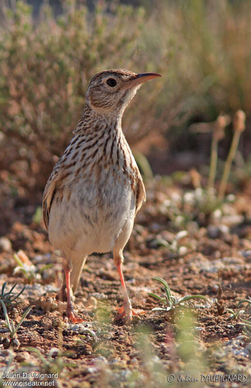 Dupont's Lark male adult, close-up portrait