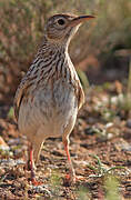 Dupont's Lark