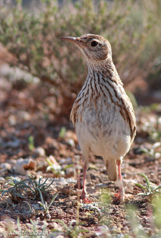 Dupont's Lark male, identification