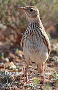 Dupont's Lark