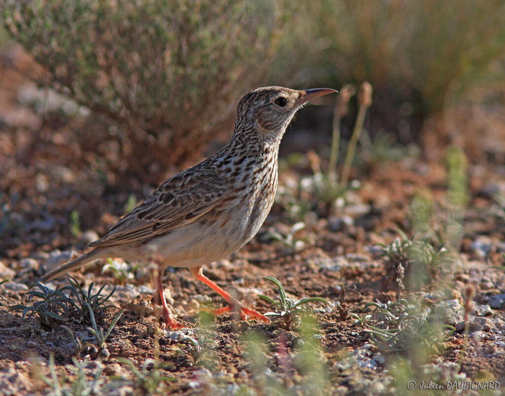 Dupont's Lark male, identification