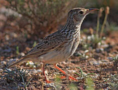 Dupont's Lark