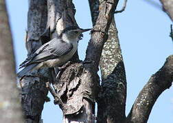 White-breasted Nuthatch