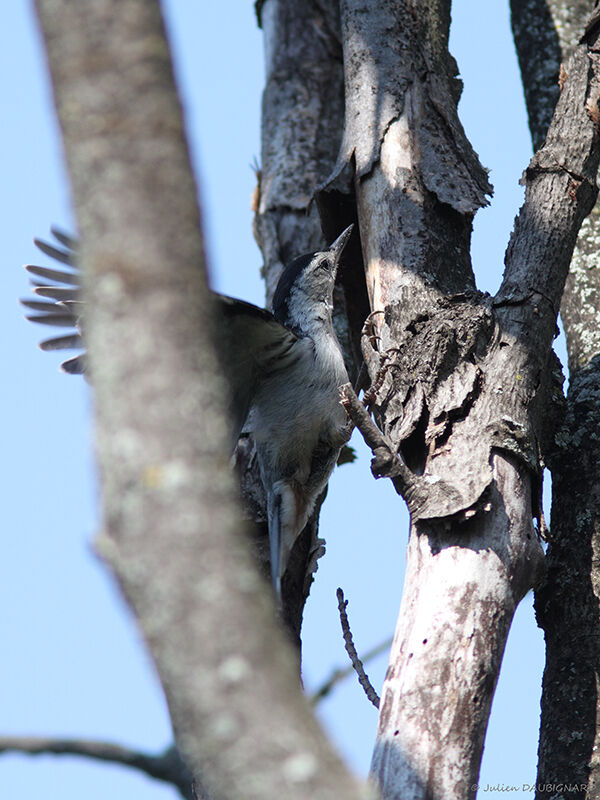 White-breasted Nuthatch, identification