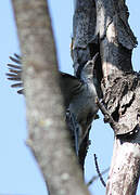 White-breasted Nuthatch