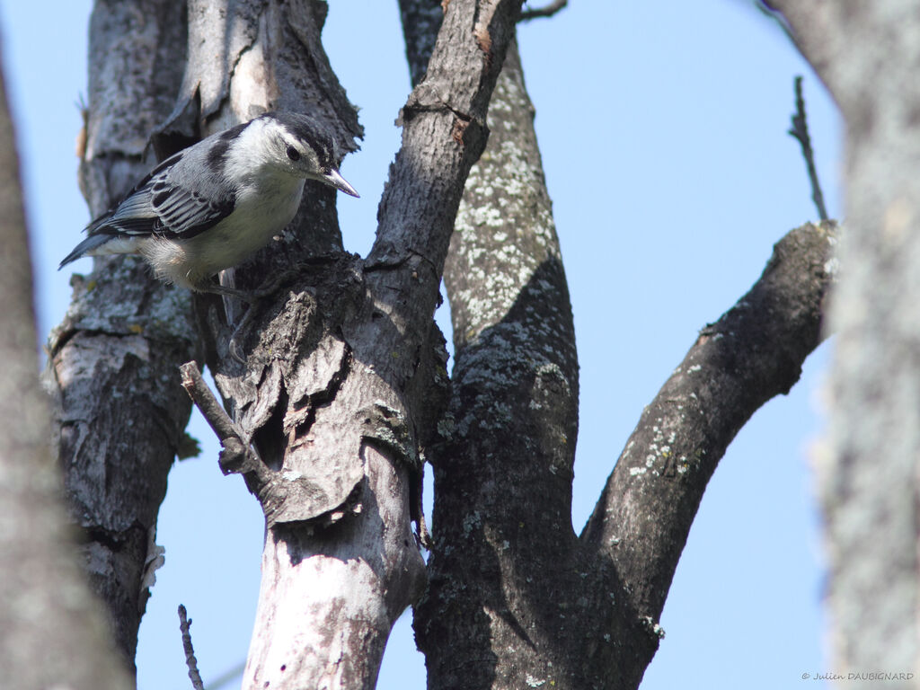 White-breasted Nuthatch, identification