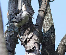 White-breasted Nuthatch