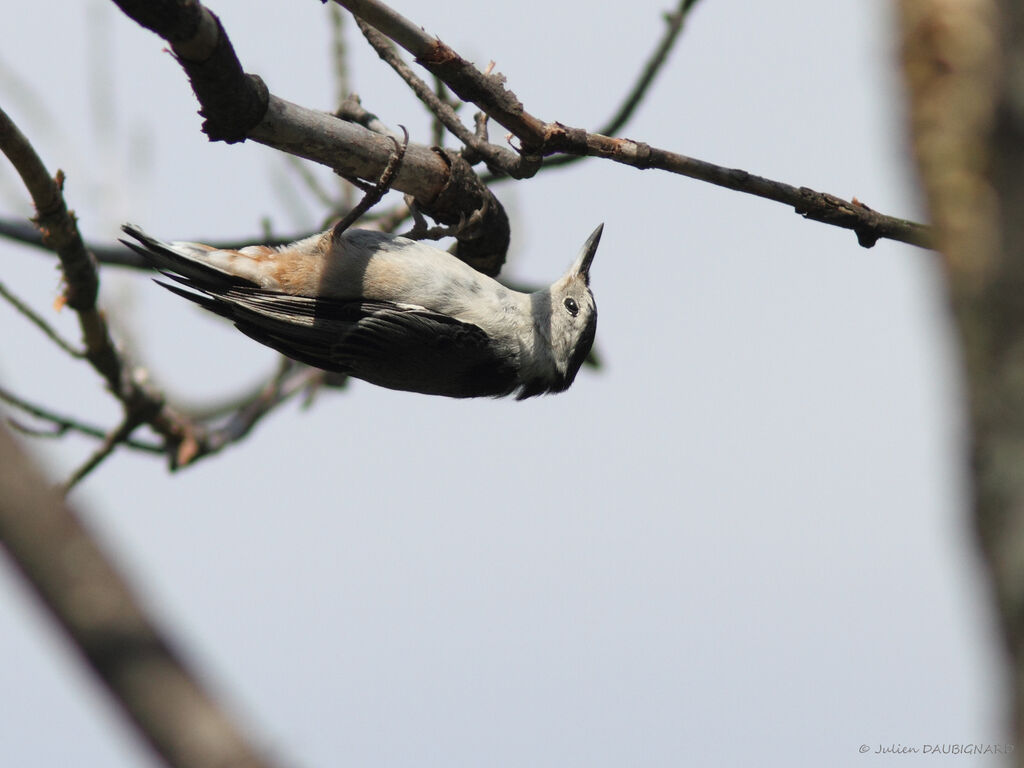 White-breasted Nuthatch, identification