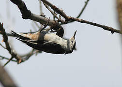 White-breasted Nuthatch