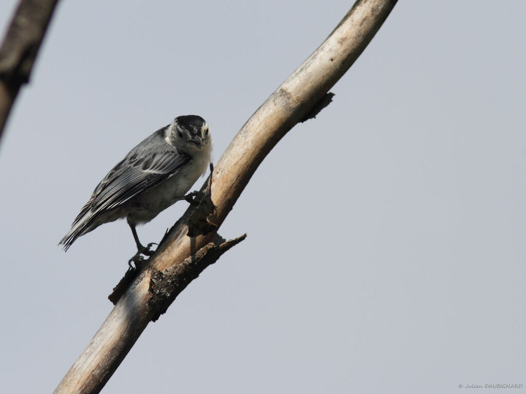 White-breasted Nuthatch, identification