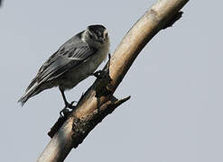 White-breasted Nuthatch