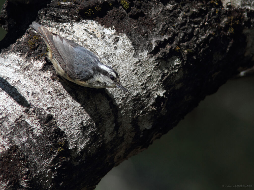 Red-breasted Nuthatch, identification