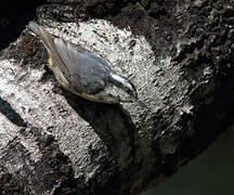 Red-breasted Nuthatch