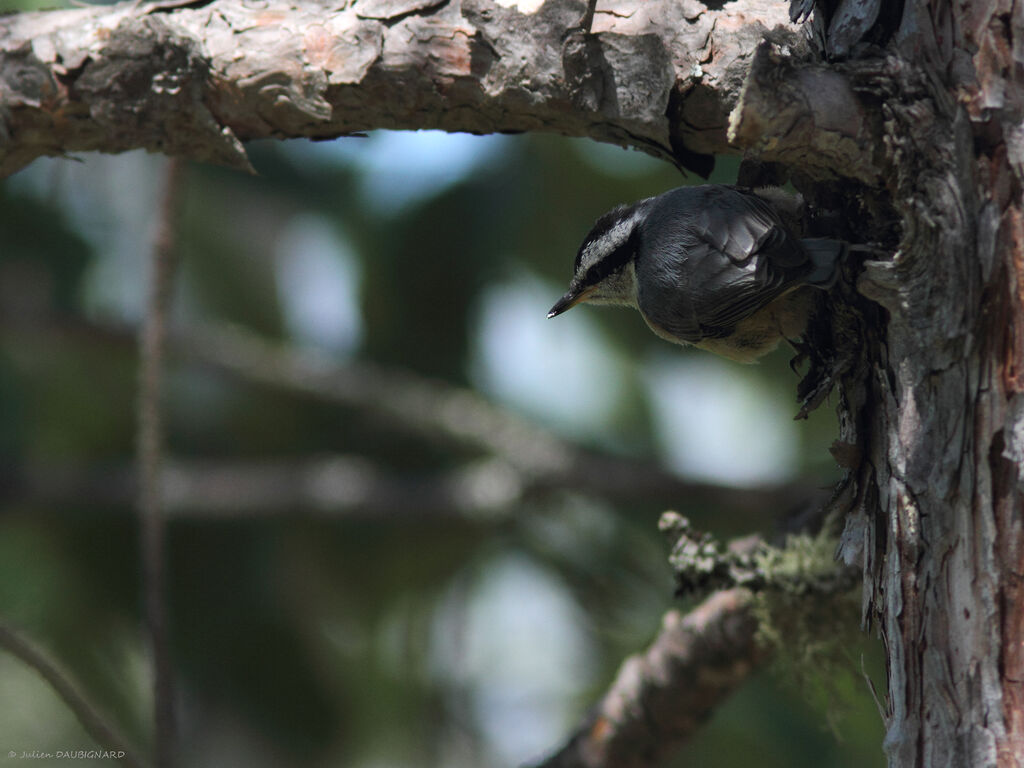 Red-breasted Nuthatch, identification