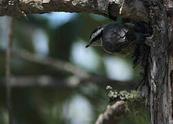 Red-breasted Nuthatch