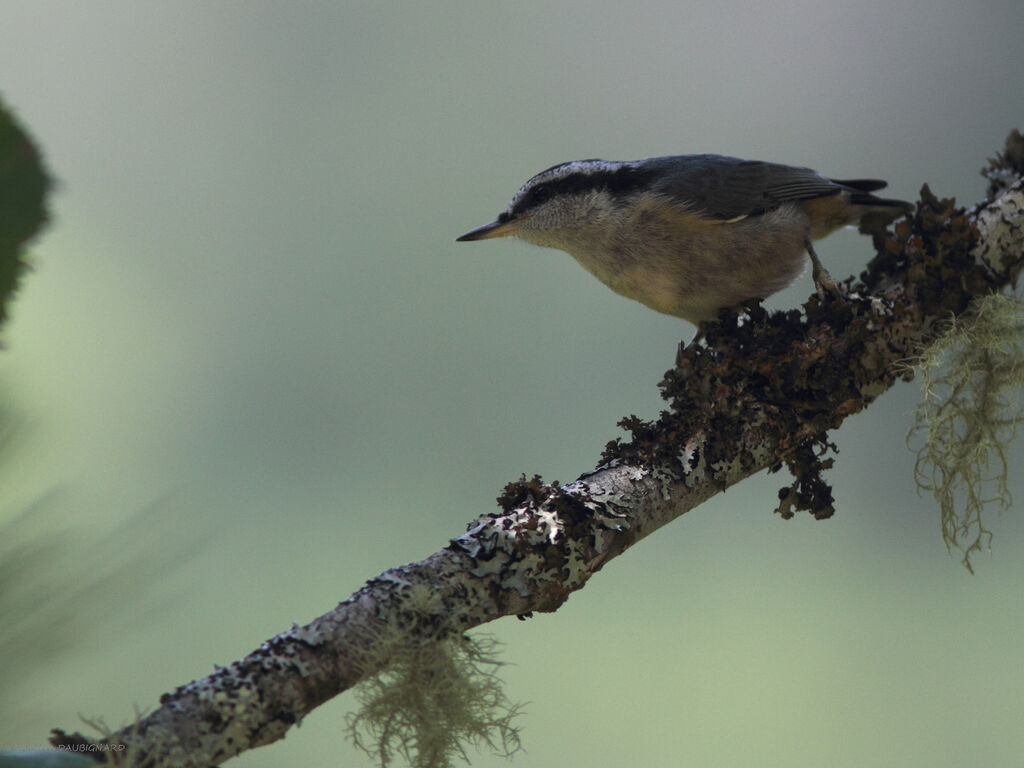 Red-breasted Nuthatch, identification