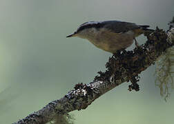 Red-breasted Nuthatch