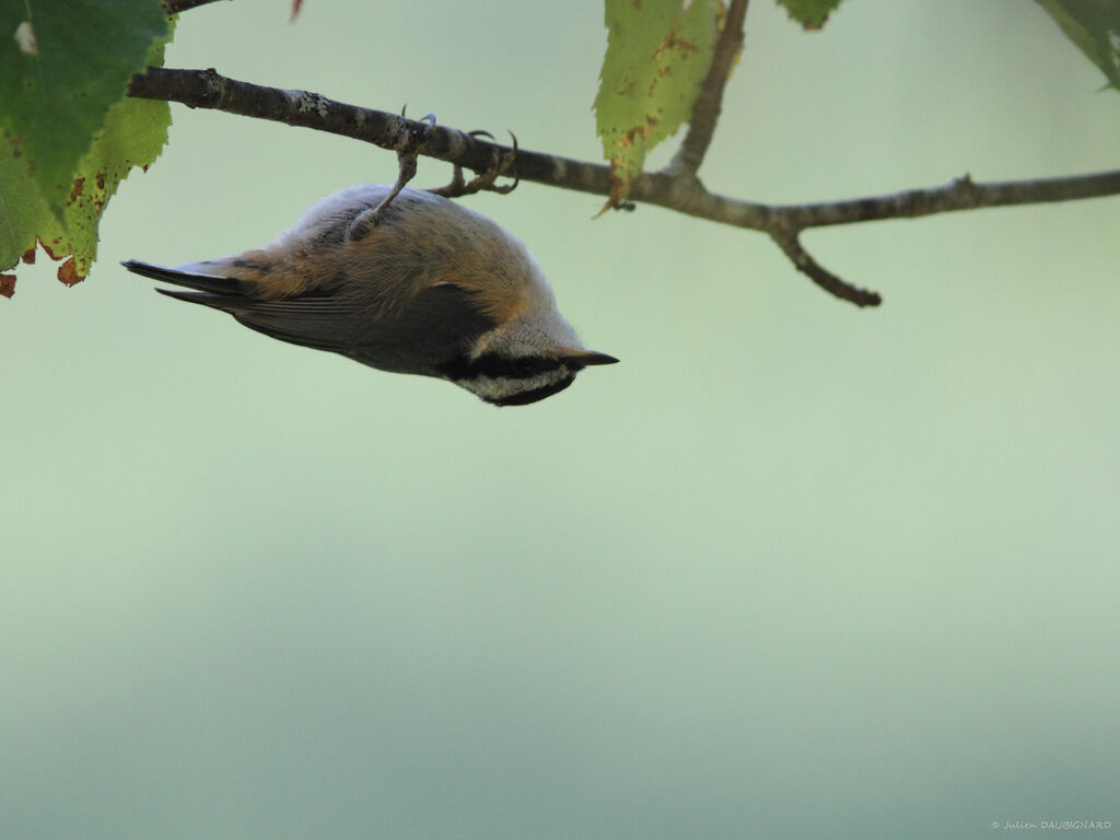 Red-breasted Nuthatch, identification