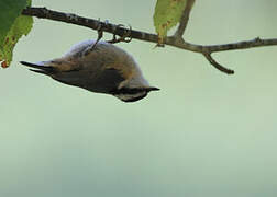 Red-breasted Nuthatch