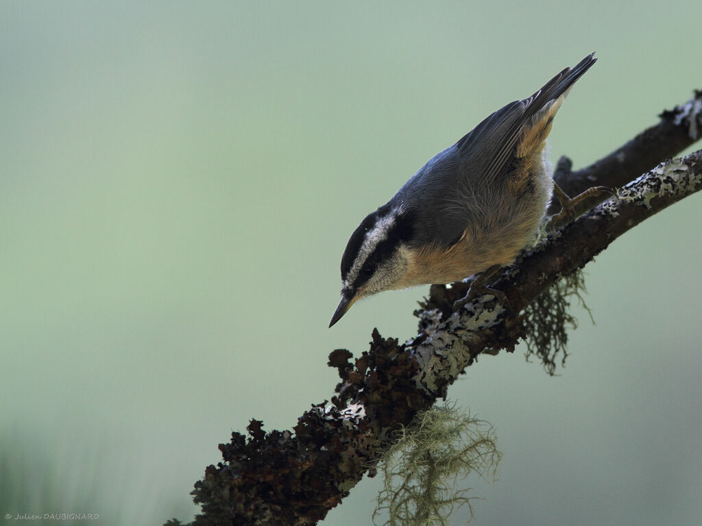 Red-breasted Nuthatch, identification