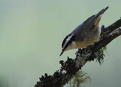 Red-breasted Nuthatch