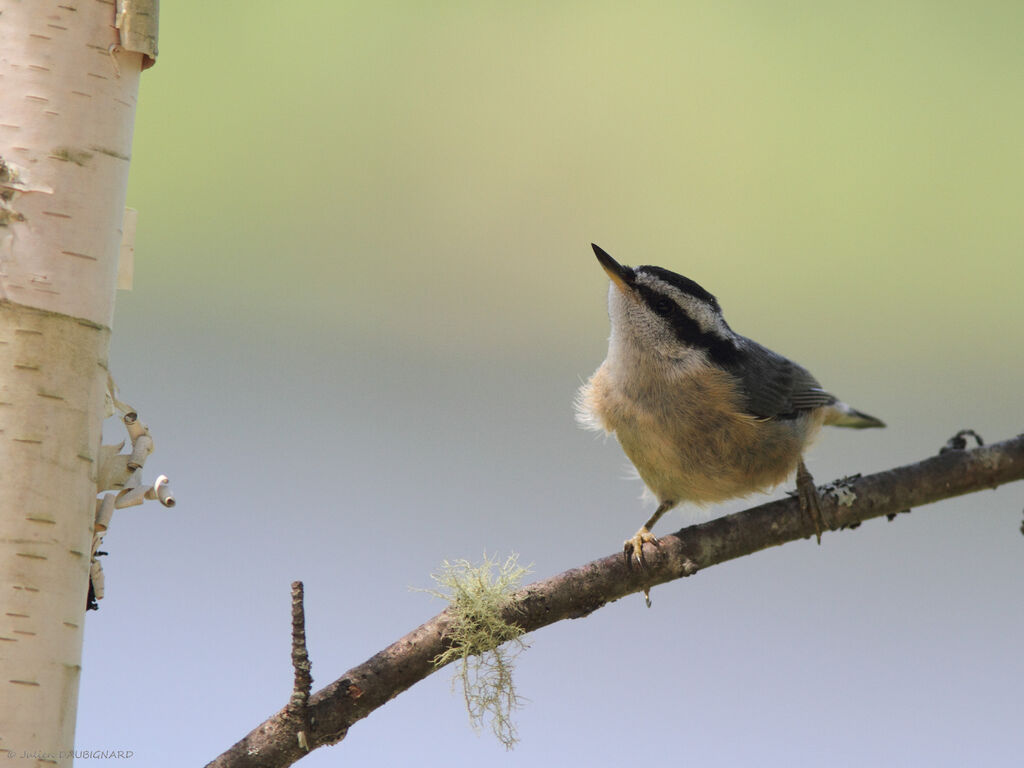 Red-breasted Nuthatch, identification