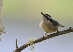 Red-breasted Nuthatch