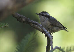 Red-breasted Nuthatch