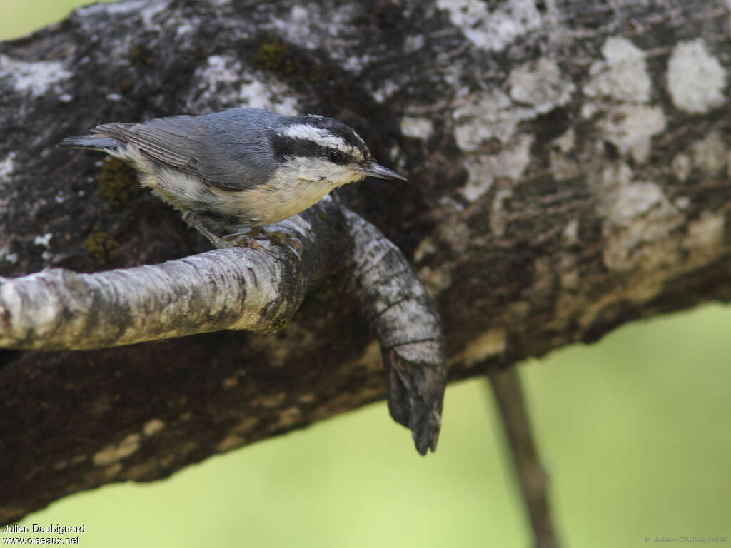 Red-breasted Nuthatch, moulting, pigmentation