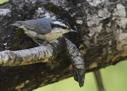 Red-breasted Nuthatch