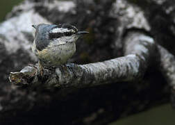 Red-breasted Nuthatch