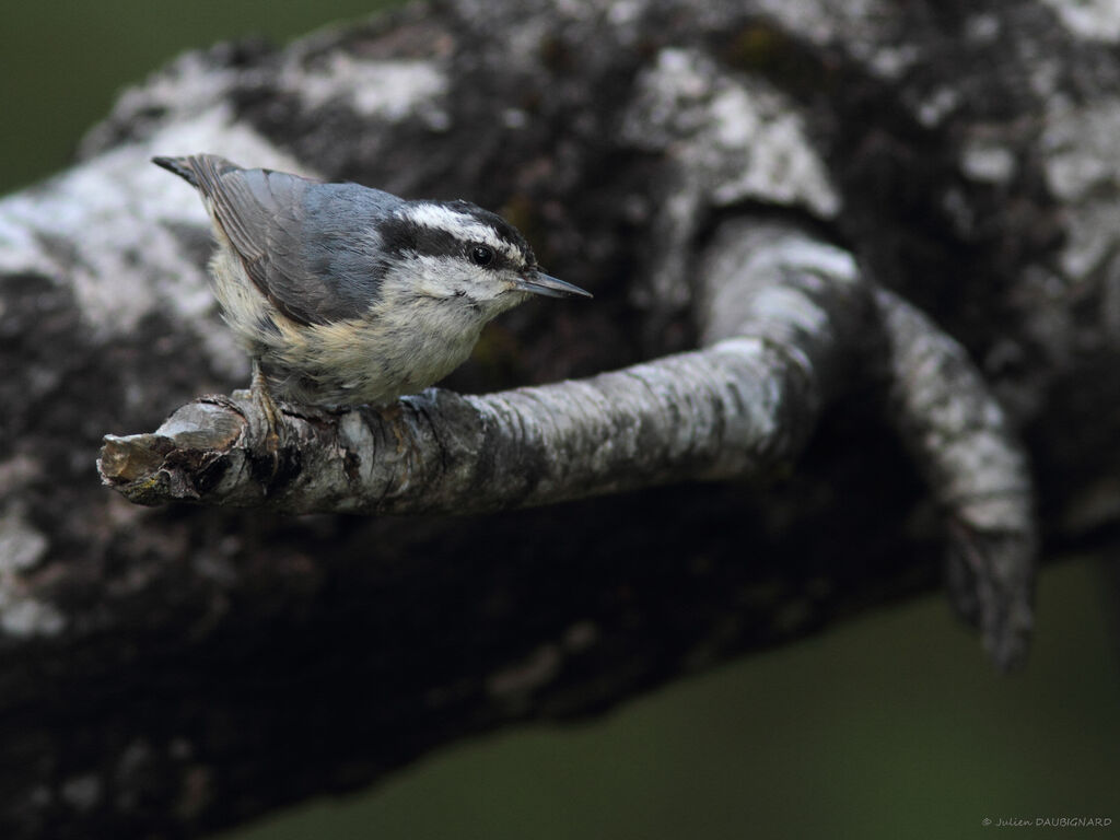 Red-breasted Nuthatch, identification