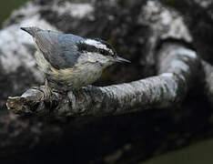 Red-breasted Nuthatch