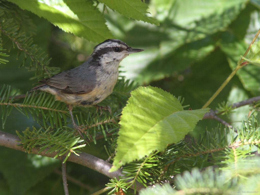 Red-breasted Nuthatch, identification