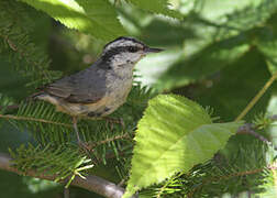 Red-breasted Nuthatch