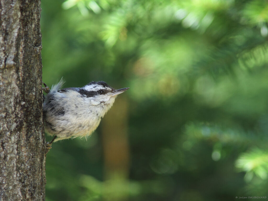 Red-breasted Nuthatch, identification