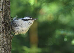 Red-breasted Nuthatch