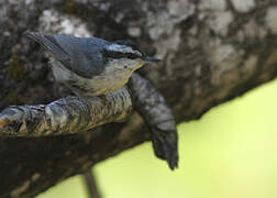 Red-breasted Nuthatch