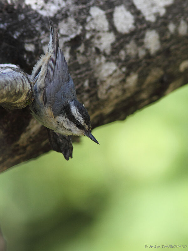 Red-breasted Nuthatch, identification