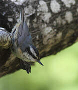 Red-breasted Nuthatch