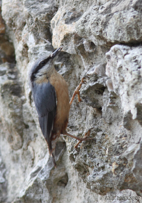 Eurasian Nuthatch, identification