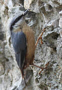 Eurasian Nuthatch