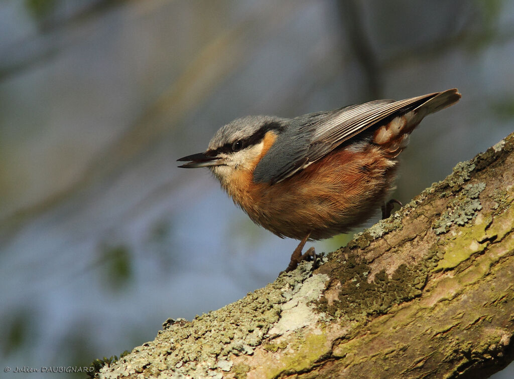 Eurasian Nuthatch, identification