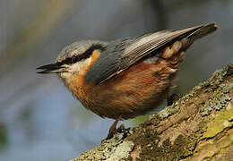 Eurasian Nuthatch