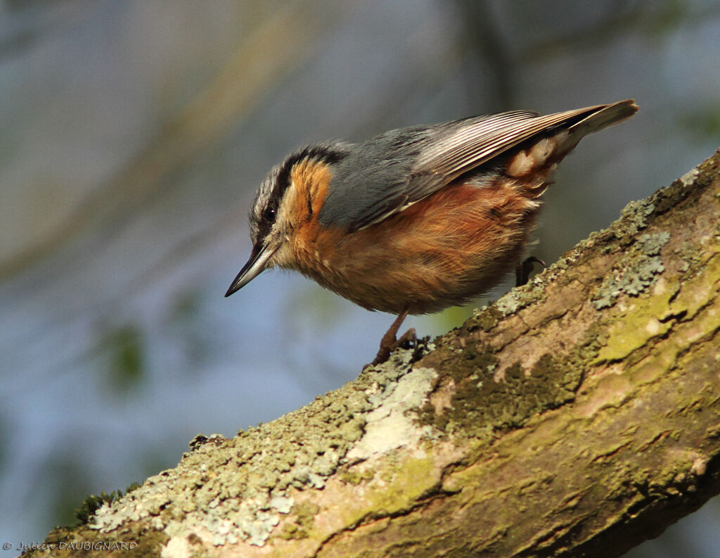 Eurasian Nuthatch, identification