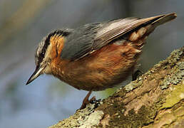 Eurasian Nuthatch