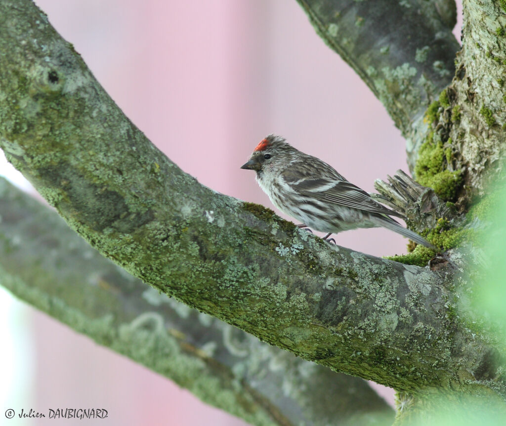 Common Redpoll, identification